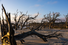 Driftwood-Beach-Sunrise-087