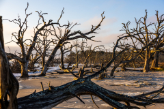 Driftwood-Beach-Sunrise-088