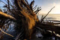 Driftwood-Beach-Sunrise-100