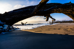 Driftwood-Beach-Sunrise-105