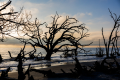 Driftwood-Beach-Sunrise-110