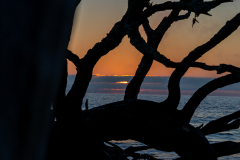 Driftwood-Beach-Sunrise-127