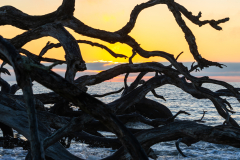 Driftwood-Beach-Sunrise-133
