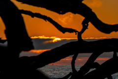Driftwood-Beach-Sunrise-135