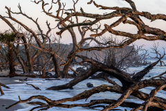 Driftwood-Beach-Sunrise-136
