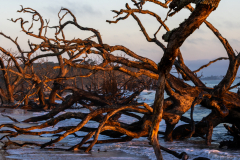 Driftwood-Beach-Sunrise-140