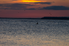 Jekyll-Island-Day-2-356