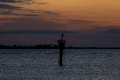 Jekyll-Island-Day-2-359