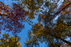 Trees upward view