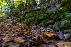 Tallulah Gorge tree covered path Tallulah Gorge tree covered path
