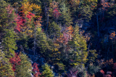 Colorful autumn trees Colorful autumn trees