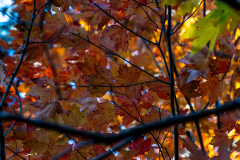 Autumn leaves Autumn leaves