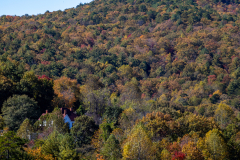 Trees at Tallulah Gorge