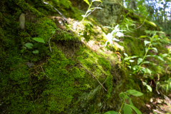 Tallulah-R8-035 Tallulah-R8-035