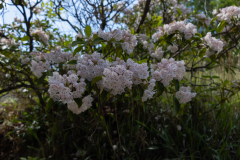 Tallulah-R8-052