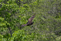 Tallulah-T7-007 Tallulah-T7-007