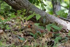 Tallulah-T7-036 Tallulah-T7-036