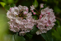 Tallulah-T7-085 Tallulah-T7-085