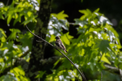 Tallulah-T7-096 Tallulah-T7-096