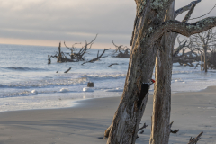 Driftwood-Beach-Sunrise-112