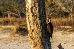 Driftwood-Beach-Sunrise-119