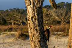 Driftwood-Beach-Sunrise-123