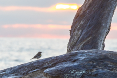 Driftwood-Beach-Sunrise-129