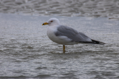 Jekyll-Island-Day-2-192