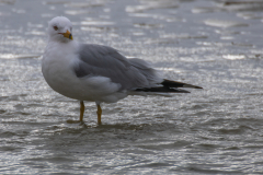 Jekyll-Island-Day-2-194