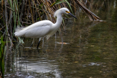 Jekyll-Island-Day-2-224