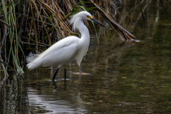Jekyll-Island-Day-2-228