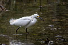 Jekyll-Island-Day-2-230