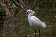 Jekyll-Island-Day-2-231