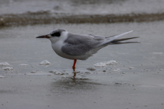 Jekyll-Island-Day-2-238