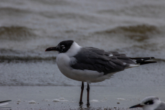 Jekyll-Island-Day-2-241