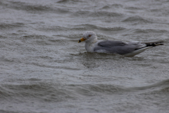 Jekyll-Island-Day-2-244