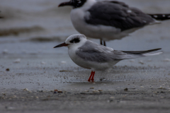Jekyll-Island-Day-2-253