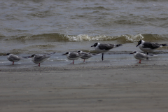Jekyll-Island-Day-2-257