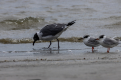 Jekyll-Island-Day-2-261