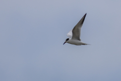 Jekyll-Island-Day-2-263