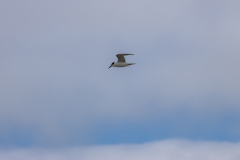 Jekyll-Island-Day-2-264