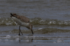 Jekyll-Island-Day-2-267