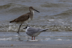 Jekyll-Island-Day-2-271