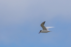 Jekyll-Island-Day-2-281
