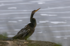 Jekyll-Island-Day-2-286