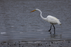Jekyll-Island-Day-2-287