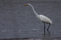 Jekyll-Island-Day-2-288