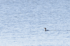 Jekyll-Island-Day-2-305