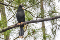 Jekyll-Island-Day-2-DN-10