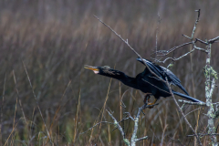 Jekyll-Island-Day-2-DN-13